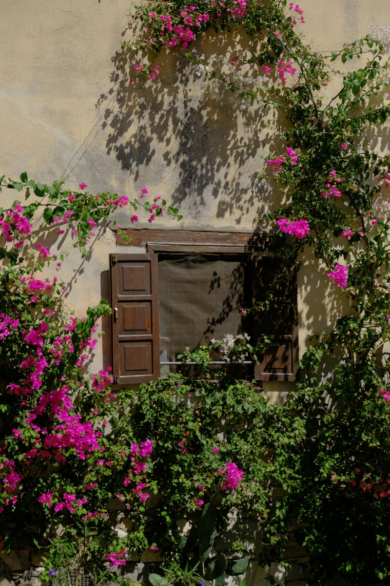 Step-by-Step: Design Your Perfect Xeriscape
