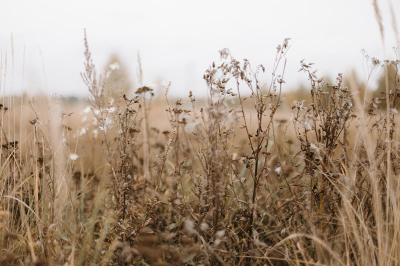 Grasses that Reflect Light