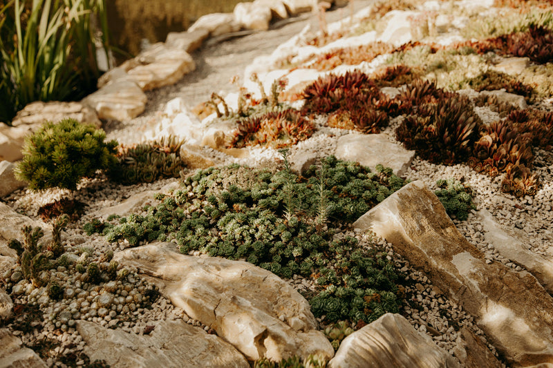 From Novice Gardener to Master of Rock Gardens. What Plants Do The Best.